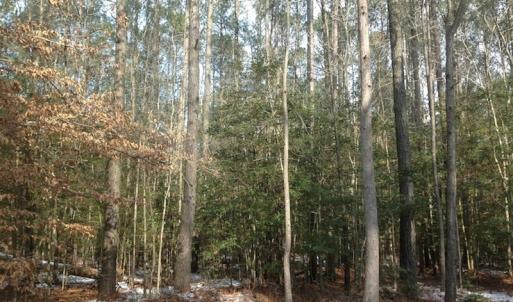 Photo of SOLD!  26 Acres of Hunting Land with Home Site For Sale in Accomack County VA!