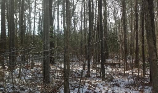 Photo of SOLD!  26 Acres of Hunting Land with Home Site For Sale in Accomack County VA!