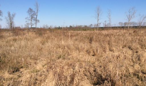 Photo of UNDER CONTRACT!  27.65 Acres of Hunting Land For Sale In Bertie County NC!
