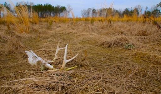 Photo of UNDER CONTRACT!  27.65 Acres of Hunting Land For Sale In Bertie County NC!