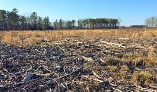 Photo of UNDER CONTRACT!  27.65 Acres of Hunting Land For Sale In Bertie County NC!