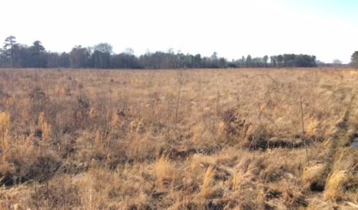 Photo of UNDER CONTRACT!  27.65 Acres of Hunting Land For Sale In Bertie County NC!