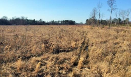 Photo of UNDER CONTRACT!  27.65 Acres of Hunting Land For Sale In Bertie County NC!