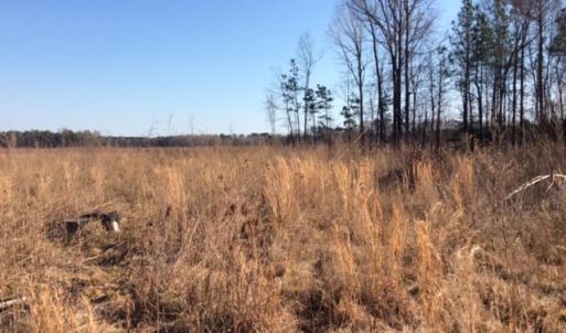 Photo of UNDER CONTRACT!  27.65 Acres of Hunting Land For Sale In Bertie County NC!