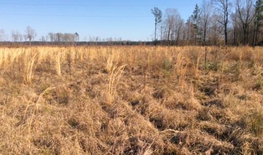 Photo of UNDER CONTRACT!  27.65 Acres of Hunting Land For Sale In Bertie County NC!