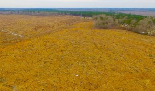 Photo of UNDER CONTRACT!  27.65 Acres of Hunting Land For Sale In Bertie County NC!