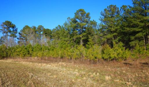 Photo of SOLD!  120 Acres of Hunting Land For Sale in Nash County NC!