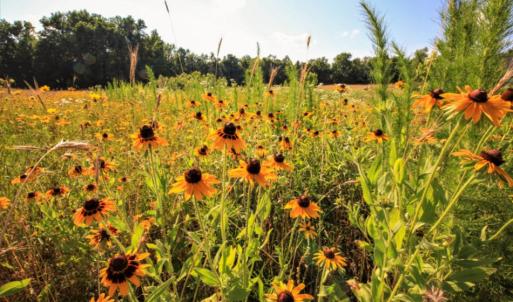 Photo of SOLD!  120 Acres of Hunting Land For Sale in Nash County NC!