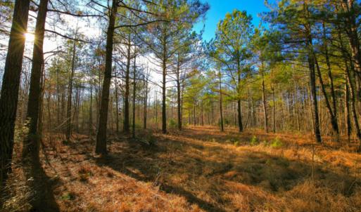 Photo of SOLD!  120 Acres of Hunting Land For Sale in Nash County NC!