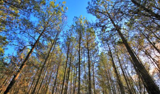 Photo of SOLD!  120 Acres of Hunting Land For Sale in Nash County NC!