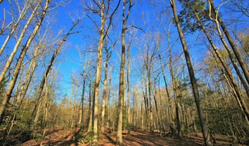 Photo of SOLD!  120 Acres of Hunting Land For Sale in Nash County NC!