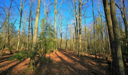 Photo of SOLD!  120 Acres of Hunting Land For Sale in Nash County NC!