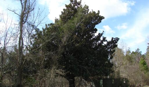 Photo of SOLD!  38 Acres of Farm and Timber Land For Sale in Columbus County NC!