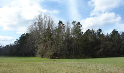 Photo of SOLD!  38 Acres of Farm and Timber Land For Sale in Columbus County NC!