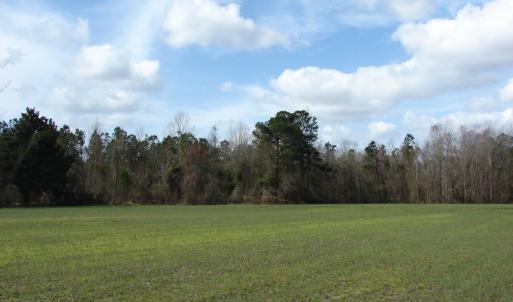 Photo of SOLD!  38 Acres of Farm and Timber Land For Sale in Columbus County NC!