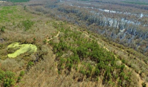 Photo of UNDER CONTRACT!  36.48 Acres of Hunting Land For Sale in Craven County NC!