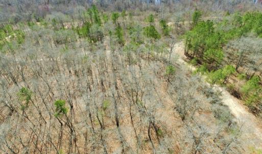 Photo of UNDER CONTRACT!  36.48 Acres of Hunting Land For Sale in Craven County NC!