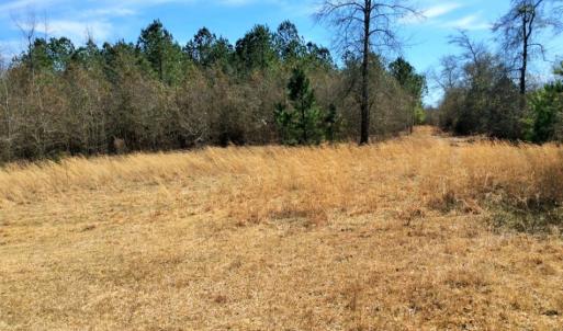 Photo of UNDER CONTRACT!  36.48 Acres of Hunting Land For Sale in Craven County NC!