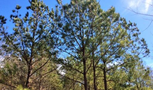Photo of UNDER CONTRACT!  36.48 Acres of Hunting Land For Sale in Craven County NC!