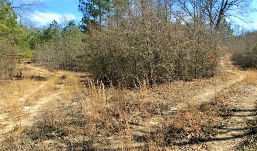 Photo of UNDER CONTRACT!  36.48 Acres of Hunting Land For Sale in Craven County NC!