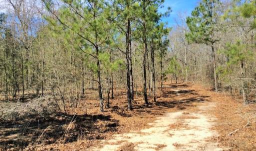 Photo of UNDER CONTRACT!  36.48 Acres of Hunting Land For Sale in Craven County NC!