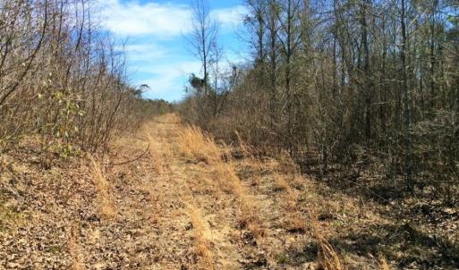 Photo of UNDER CONTRACT!  36.48 Acres of Hunting Land For Sale in Craven County NC!