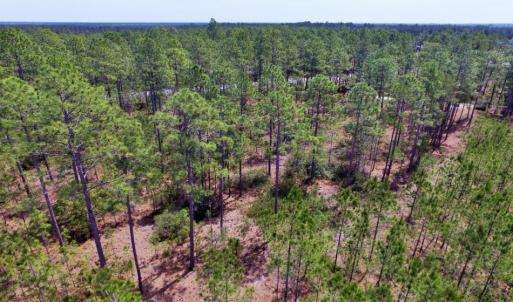 Photo of SOLD!  12.7 Acres of Timberland For Sale in Pamlico County NC!
