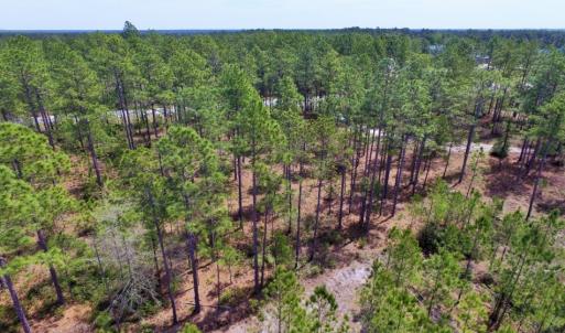 Photo of SOLD!  12.7 Acres of Timberland For Sale in Pamlico County NC!