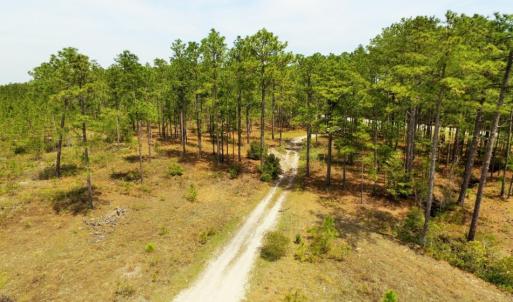 Photo of SOLD!  12.7 Acres of Timberland For Sale in Pamlico County NC!