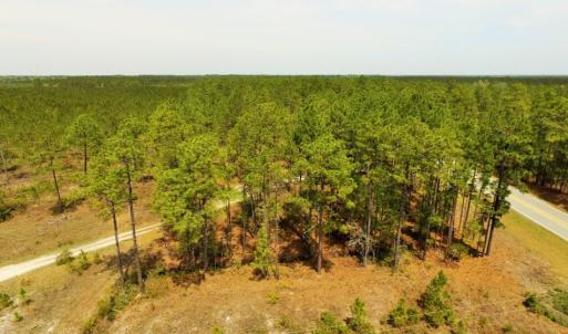 Photo of SOLD!  12.7 Acres of Timberland For Sale in Pamlico County NC!