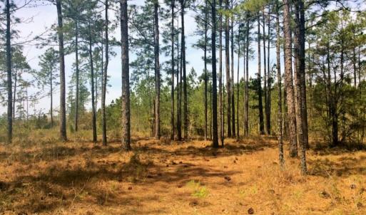 Photo of SOLD!  12.7 Acres of Timberland For Sale in Pamlico County NC!