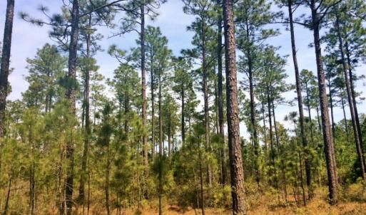 Photo of SOLD!  12.7 Acres of Timberland For Sale in Pamlico County NC!