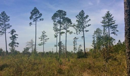 Photo of SOLD!  12.7 Acres of Timberland For Sale in Pamlico County NC!