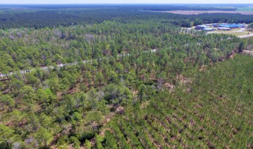 Photo of SOLD!  12.7 Acres of Timberland For Sale in Pamlico County NC!