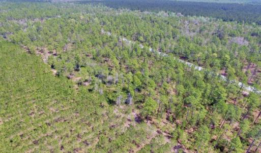 Photo of SOLD!  12.7 Acres of Timberland For Sale in Pamlico County NC!