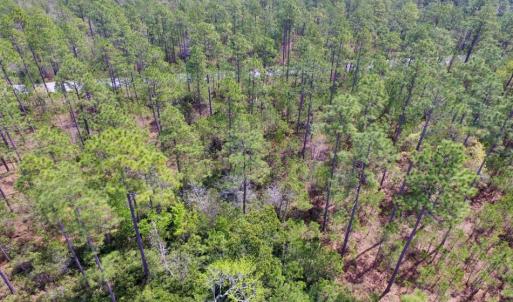 Photo of SOLD!  12.7 Acres of Timberland For Sale in Pamlico County NC!