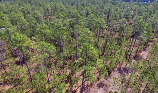 Photo of SOLD!  12.7 Acres of Timberland For Sale in Pamlico County NC!