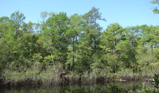 Photo of SOLD!  337 Acres of Hunting Land For Sale in Columbus County NC!