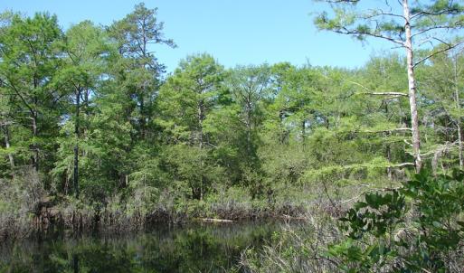Photo of SOLD!  337 Acres of Hunting Land For Sale in Columbus County NC!