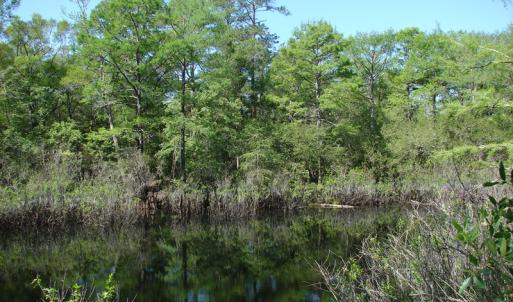 Photo of SOLD!  337 Acres of Hunting Land For Sale in Columbus County NC!
