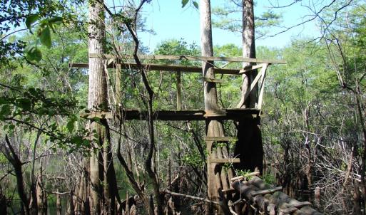 Photo of SOLD!  337 Acres of Hunting Land For Sale in Columbus County NC!