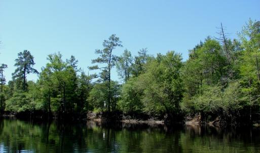 Photo of SOLD!  337 Acres of Hunting Land For Sale in Columbus County NC!