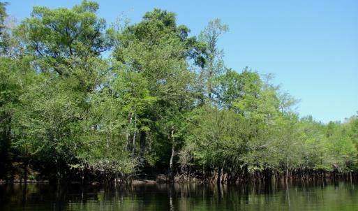 Photo of SOLD!  337 Acres of Hunting Land For Sale in Columbus County NC!