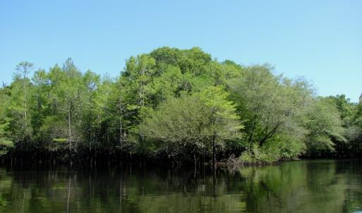 Photo of SOLD!  337 Acres of Hunting Land For Sale in Columbus County NC!