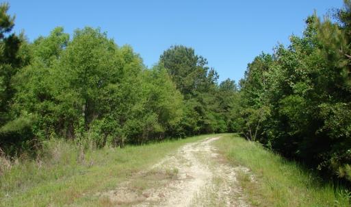 Photo of SOLD!  337 Acres of Hunting Land For Sale in Columbus County NC!