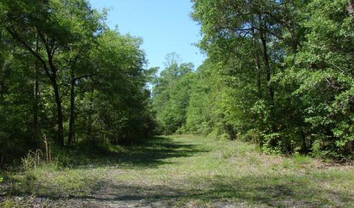 Photo of SOLD!  337 Acres of Hunting Land For Sale in Columbus County NC!