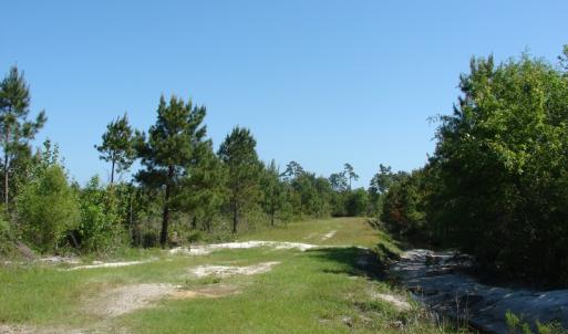 Photo of SOLD!  337 Acres of Hunting Land For Sale in Columbus County NC!