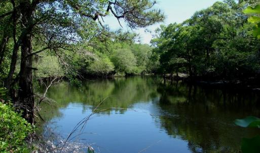 Photo of SOLD!  337 Acres of Hunting Land For Sale in Columbus County NC!