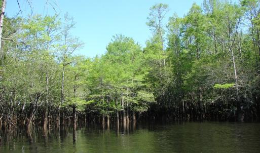 Photo of SOLD!  337 Acres of Hunting Land For Sale in Columbus County NC!