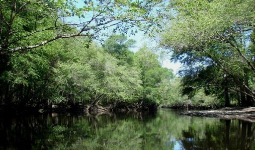 Photo of SOLD!  337 Acres of Hunting Land For Sale in Columbus County NC!